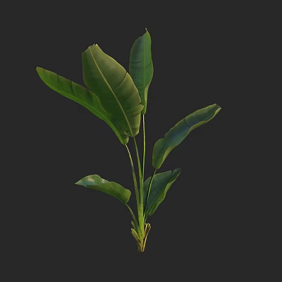 Vibrant Green Tropical Plant Featuring Large Lush Leaves Against Dark Background 3d model
