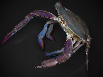 Vibrant Aquatic Crab Displaying Purple Blue Legs And Natural Shell Texture 3d model