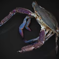 Vibrant Aquatic Crab Displaying Purple Blue Legs And Natural Shell Texture