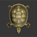 Turtle Cartoon Turtle Snapping Turtle Chickbill Turtle Reptile Cold Blooded Animal Reptile Class 3d model