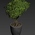 Bonsai Plant With Curved Trunk And Lush Green Leaves In Ceramic Pot