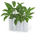 Stylish Potted Bonsai Plants With Lush Green Leaves In White Cylindrical Pots