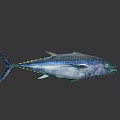Shiny Blue and Silver Aquatic Animal Tuna with Yellow Spots on Dark Background