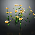 Blooming Yellow Daisies with Green Stems and Leaves on Dark Background