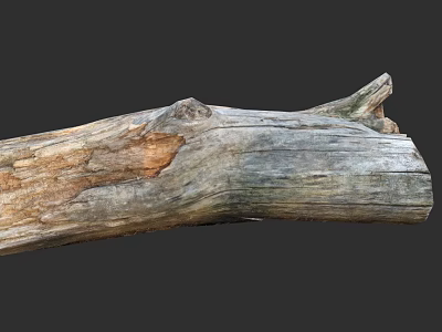 Weathered Tree Trunk With Natural Rough Texture And Aged Wooden Surface 3d model