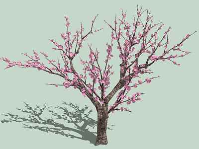 Tall tree with pink blossoms spreading branches and brown trunk in light green scene 3d model