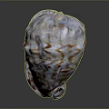 Colorful Shell With Organ Inspired Shape And Hair Like Surface Textures