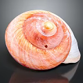 Modern Conch Bone Snail 3d model