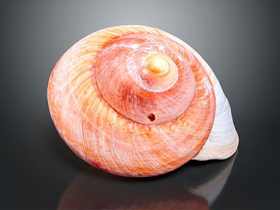 Modern Conch Bone Snail 3d model