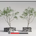 Two Bonsai Plants in Square Marble Textured Pots with White Background 3d model