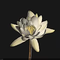 White Lotus Flower With White Petals Yellow Stamens And Slender Stem On Black Background