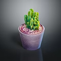 Green Cactus Plant in Purple Pot with Decorative Pebbles on Dark Surface