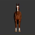 Red Horse with White Face and Legs Standing on Dark Background