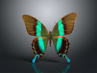 Colorful Butterfly With Green Brown Stripes And Blue Edges On Grey Background With Reflection 3d model