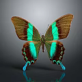 Colorful Butterfly With Green Brown Stripes And Blue Edges On Grey Background With Reflection