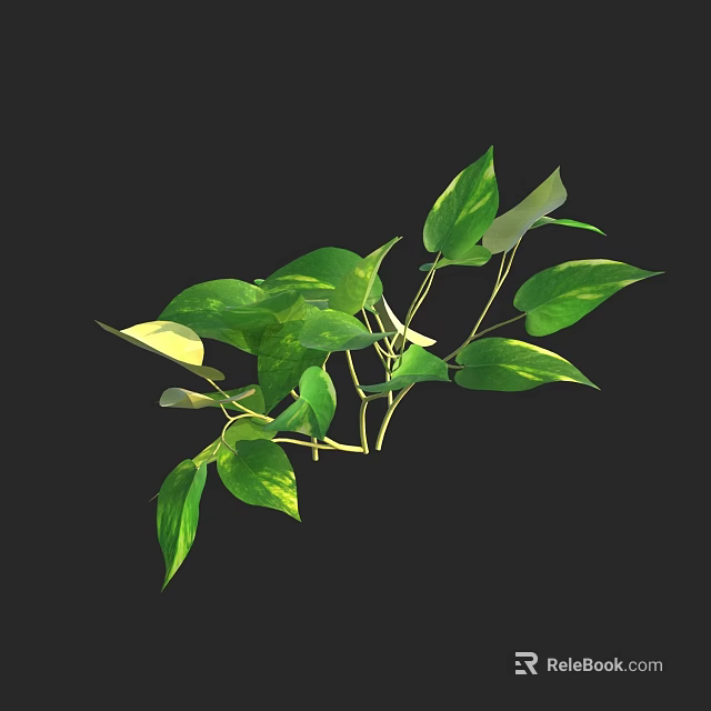 Vibrant Shrub with Green Variegated Leaves and Slender Branches Isolated on Black Background 3d model 