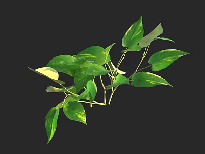 Vibrant Shrub with Green Variegated Leaves and Slender Branches Isolated on Black Background 3d model