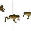 Three Reptiles In Natural Posture On White Surface With Detailed Skin Features