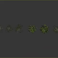 Six Green Trees of Various Sizes Against Gray Background With Reflections on Ground