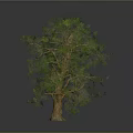 Tall Lush Tree with Thick Brown Trunk and Green Foliage in