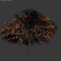 Lush Full Shaped Tree With Orange Red Leaves On Dark Background