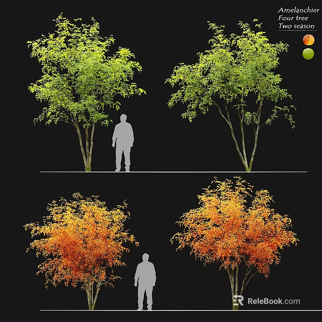 Ornamental Garden Trees in Green and Orange Hues with Human Silhouette for Scale 3d model 