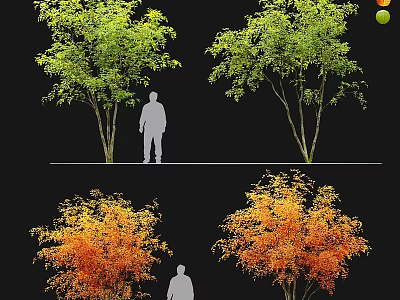 Ornamental Garden Trees in Green and Orange Hues with Human Silhouette for Scale 3d model