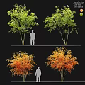 Ornamental Garden Trees in Green and Orange Hues with Human Silhouette for Scale