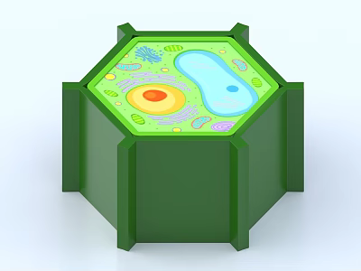 Plant Cell Chlorophyll Chloroplast Cell Wall Ornaments Decoding Anatomy 3d model