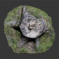 Natural Tree Stump with Textured Surface Surrounded by Green Moss and Grass