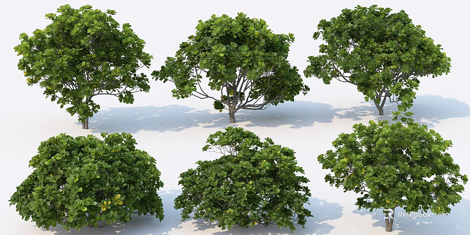 Various Arbor Trees With Lush Green Foliage And Different Canopy Shapes 3d model