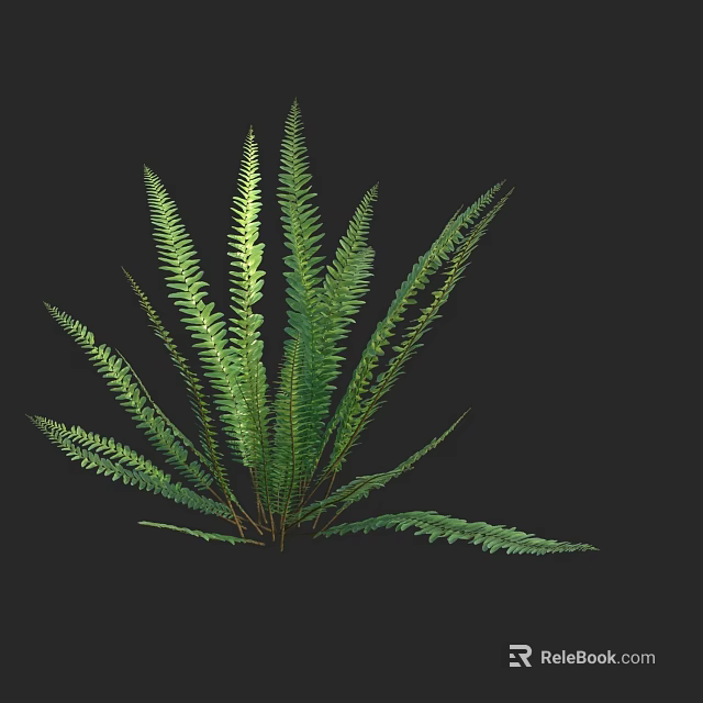 Fresh Green Fern Plant With Slender Pinnate Fronds Against Black Background 3d model 