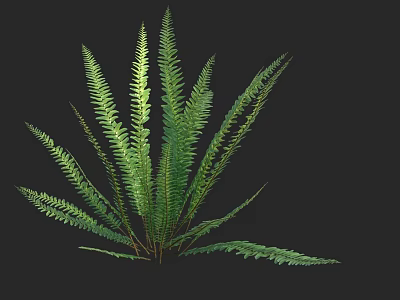 Fresh Green Fern Plant With Slender Pinnate Fronds Against Black Background 3d model