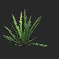 Fresh Green Fern Plant With Slender Pinnate Fronds Against Black Background