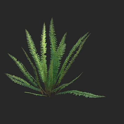 Fresh Green Fern Plant With Slender Pinnate Fronds Against Black Background 3d model