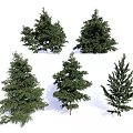 Different Types of Arbor Trees with Green Foliage and Diverse Shapes