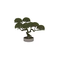 Artistic Bonsai Tree with Twisted Trunk Exposed Roots and Lush Green Foliage in Ceramic Pot