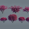 Different Varieties of Pink Flowering Shrubs in Garden Landscape Size with Human Silhouette