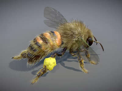 Fuzzy Bee With Black And Orange Stripes Carrying Yellow Pollen On Legs And Transparent Wings 3d model