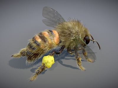 bee insect model