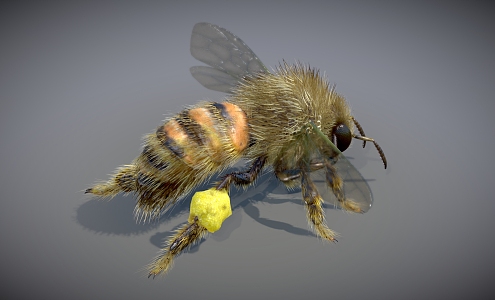 bee insect 3d model