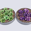 Crops Growing in Metal Pots With Green Leafy and Purple Flowering Plants