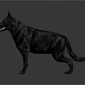 Black Dog Standing in Side View With Open Mouth and Tongue Against Gray Background