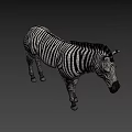 Zebra With Black And White Stripes Standing On Gray Background 3d model