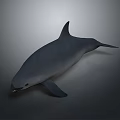 Realistic Gray Dolphin With Streamlined Body In 3D Rendered Underwater Scene