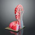 Human Head and Neck Anatomical Model Medical Device With Muscle Skeleton Organ Structure