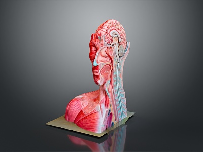 Muscle Human Muscle Human Muscle Human Muscle Tissue Human Organ 3d model