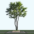 Arbor With Green Leaves And Multiple Trunks Against Blue Sky Background