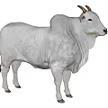 White Bull With Curved Horns Muscular Body Standing In Isolated White Background