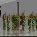 Agricultural Exhibition Hall Showcase Featuring Green Rice Plants And Staff Guide